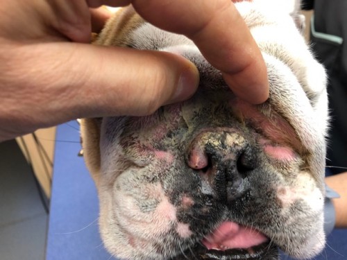 Un cas de Lymphome cutané épithéliotrope sur un jeune chien Un cas de Lymphome cutané épithéliotrope sur un jeune chien