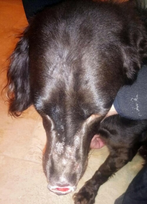 Un cas de dermatomycose à Penicillium associée à un syndrome d’Ehlers-Danlos chez un chien