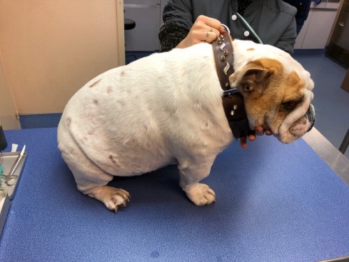 Un cas de Lymphome cutané épithéliotrope sur un jeune chien Un cas de Lymphome cutané épithéliotrope sur un jeune chien