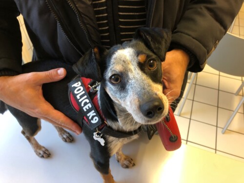 Un cas de vasculopathie familiale du Jack Russel Terrier