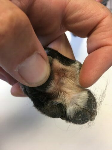 Gestion d’un cas de dermatite atopique canine chez un bouledogue français avec l’aliment Virbac Dermatology Support