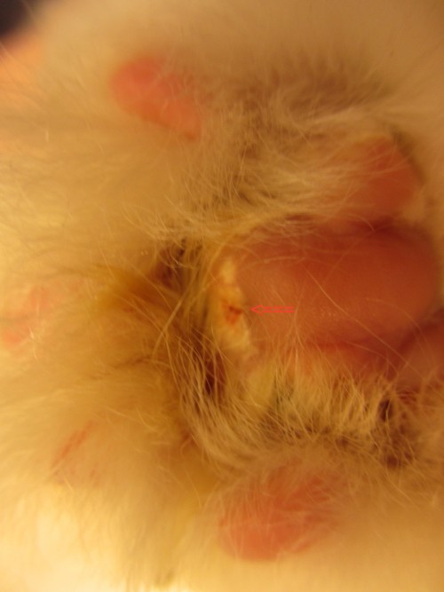 Calcinose cutanée sur un chat insuffisant rénal