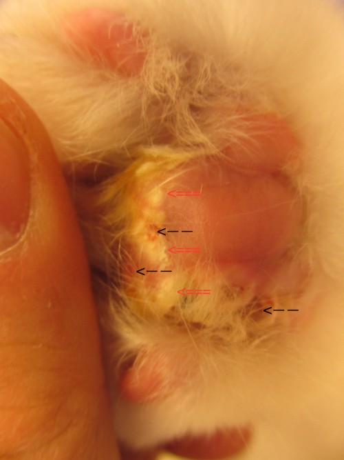 Calcinose cutanée sur un chat insuffisant rénal