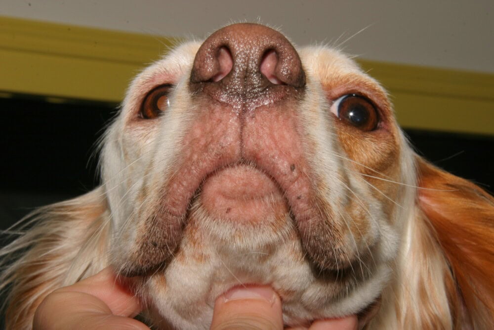 Les Régimes Hypoallergéniques chez le Chien et le Chat : Mise au Point 2026 croquettes hypoallergéniques pour chien