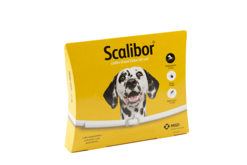 Scalibor Grand chien Scalibor