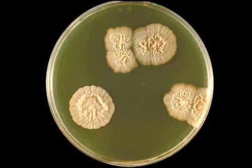 Formation continue en Dermatologie Vétérinaire depuis 25 ans ! Planches de colonies de bactéries en culture sur un milieu nutritif, montrant la croissance microbienne sous microscope.