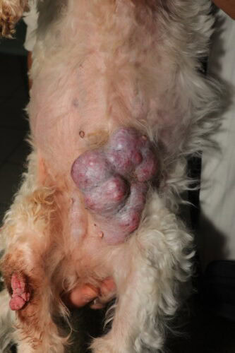 Tumeur mammaire chez la chatte : Diagnostic et Traitements