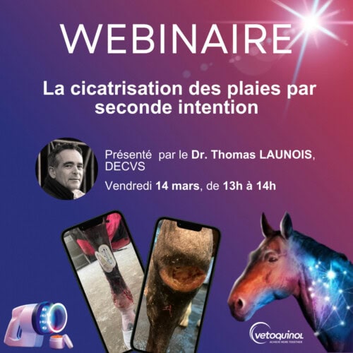 Wébinaire Vetoquinol : La cicatrisation des plaies par seconde intention chez le cheval