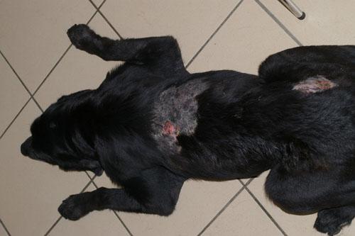 approche-therapeutique-dun-cas-de-pyodermite-recidivante-canine1
