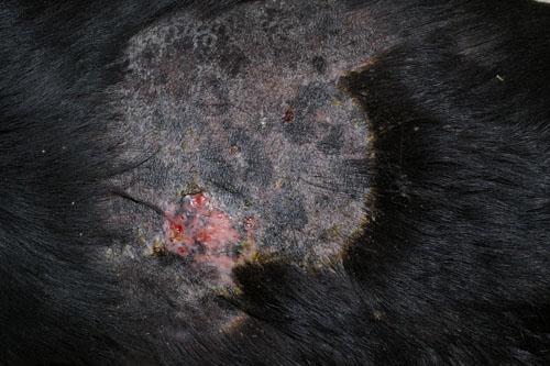 Approche thérapeutique d'un cas de pyodermite récidivante canine