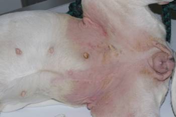 Un cas d'allergie de contact Un cas d'allergie de contact
