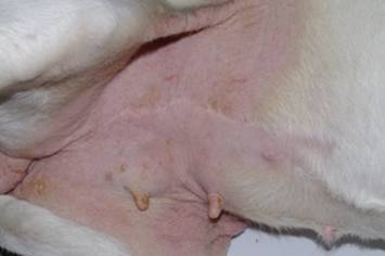 Un cas d'allergie de contact Un cas d'allergie de contact