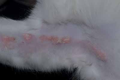Un cas de granulome éosinophilique chez un chat, traité avec Cortavance® Un cas de granulome éosinophilique chez un chat, traité avec Cortavance®
