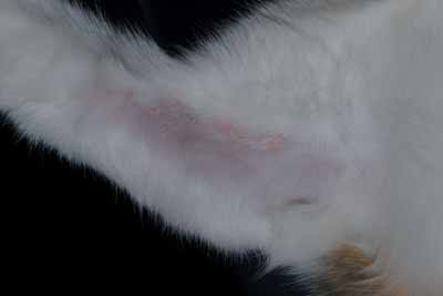 Un cas de granulome éosinophilique chez un chat, traité avec Cortavance® Un cas de granulome éosinophilique chez un chat, traité avec Cortavance®