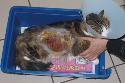 Un cas de vasculite chez un chat, traitée avec Cortavance® Un cas de vasculite chez un chat, traitée avec Cortavance®