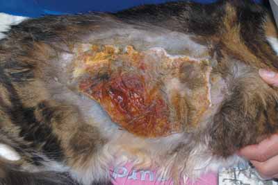 Un cas de vasculite chez un chat, traitée avec Cortavance® Un cas de vasculite chez un chat, traitée avec Cortavance®