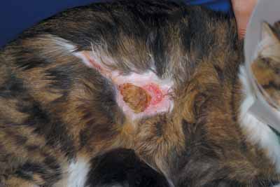 Un cas de vasculite chez un chat, traitée avec Cortavance® Un cas de vasculite chez un chat, traitée avec Cortavance®