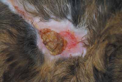 Un cas de vasculite chez un chat, traitée avec Cortavance® Un cas de vasculite chez un chat, traitée avec Cortavance®