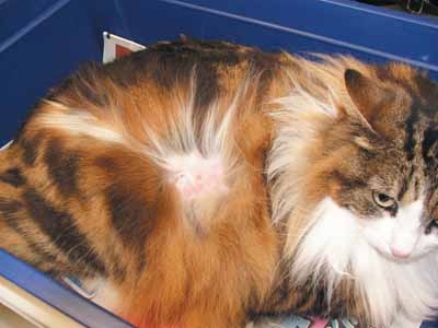 Un cas de vasculite chez un chat, traitée avec Cortavance® Un cas de vasculite chez un chat, traitée avec Cortavance®