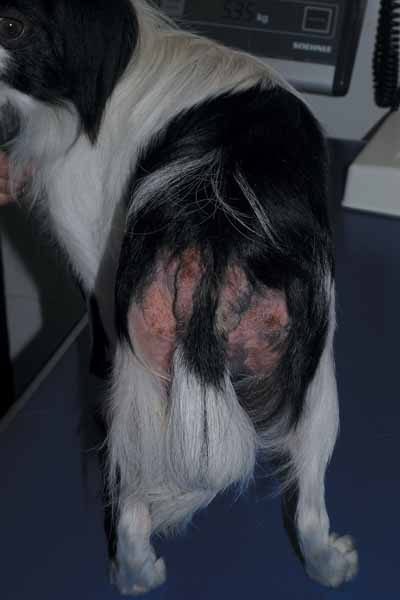Un cas de DAPP chez un chien, traité avec Cortavance® Un cas de DAPP chez un chien, traité avec Cortavance®