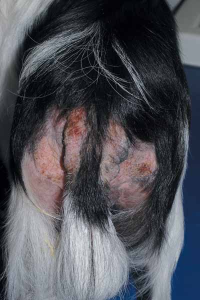 Un cas de DAPP chez un chien, traité avec Cortavance® Un cas de DAPP chez un chien, traité avec Cortavance®