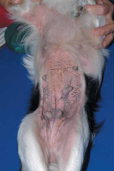Un cas de DAPP chez un chien, traité avec Cortavance® Un cas de DAPP chez un chien, traité avec Cortavance®