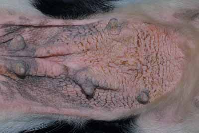 Un cas de DAPP chez un chien, traité avec Cortavance® Un cas de DAPP chez un chien, traité avec Cortavance®
