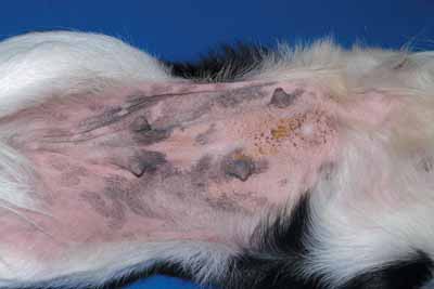 Un cas de DAPP chez un chien, traité avec Cortavance® Un cas de DAPP chez un chien, traité avec Cortavance®