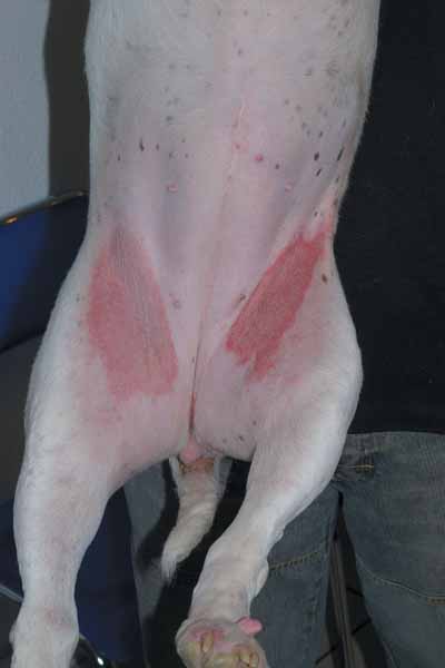 Un cas de dermatite atopique canine, traité avec Cortavance® Un cas de dermatite atopique canine, traité avec Cortavance®