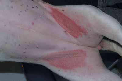 Un cas de dermatite atopique canine, traité avec Cortavance® Un cas de dermatite atopique canine, traité avec Cortavance®