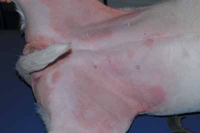 Un cas de dermatite atopique canine, traité avec Cortavance® Un cas de dermatite atopique canine, traité avec Cortavance®