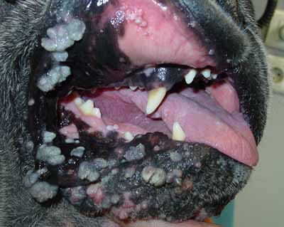 Un cas de papillomavirose virale canine