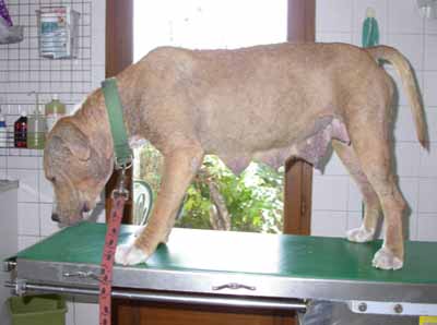 Un cas de leishmaniose pustuleuse chez un chien