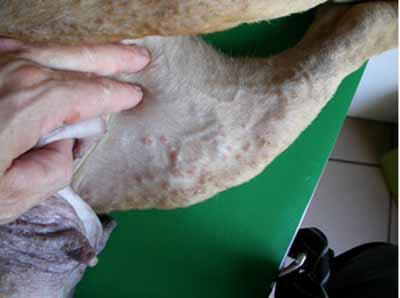 Un cas de leishmaniose pustuleuse chez un chien