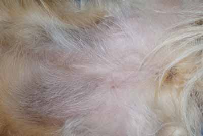 Un cas de dermatite atopique canin Un cas de dermatite atopique canin