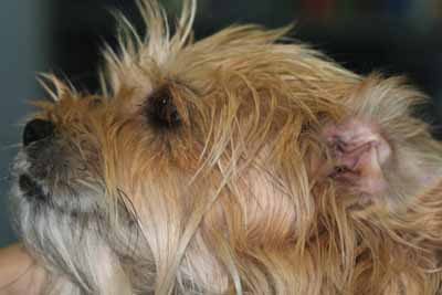 Un cas de dermatite atopique canin Un cas de dermatite atopique canin