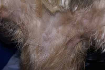 Un cas de dermatite atopique canin Un cas de dermatite atopique canin
