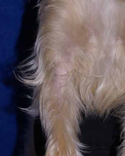 Un cas de dermatite atopique canin Un cas de dermatite atopique canin