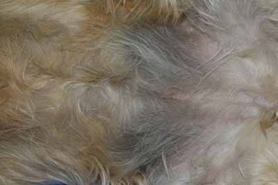 Un cas de dermatite atopique canin Un cas de dermatite atopique canin
