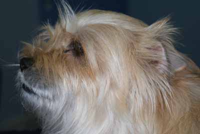 Un cas de dermatite atopique canin Un cas de dermatite atopique canin