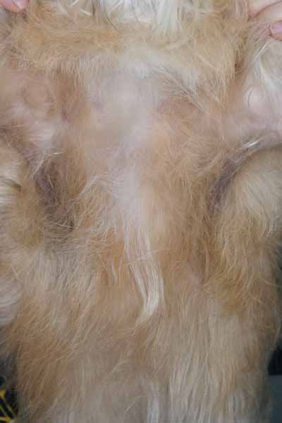 Un cas de dermatite atopique canin Un cas de dermatite atopique canin