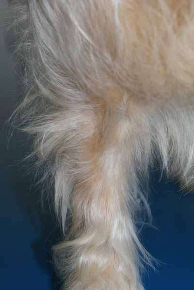Un cas de dermatite atopique canin Un cas de dermatite atopique canin