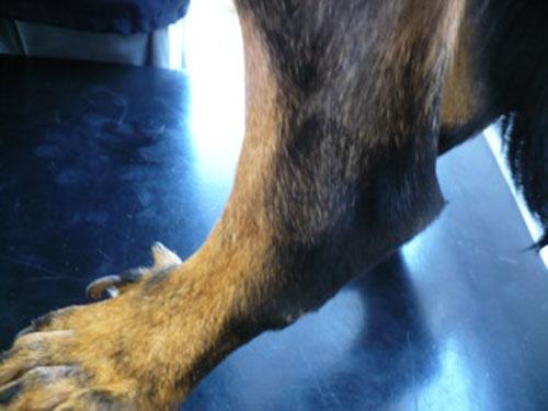 Un cas de trouble de la cornéogénèse acquis d'origine alimentaire chez un chien