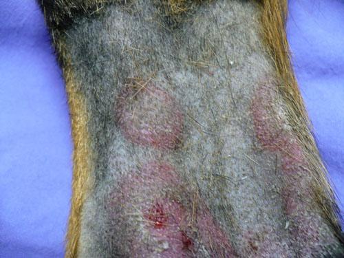 Un cas de trouble de la cornéogénèse acquis d'origine alimentaire chez un chien
