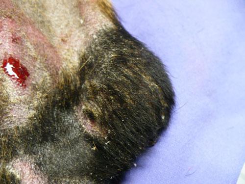 Un cas de trouble de la cornéogénèse acquis d'origine alimentaire chez un chien
