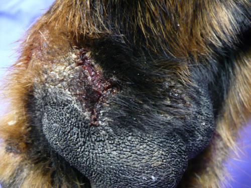 Un cas de trouble de la cornéogénèse acquis d'origine alimentaire chez un chien