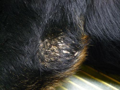 Un cas de trouble de la cornéogénèse acquis d'origine alimentaire chez un chien