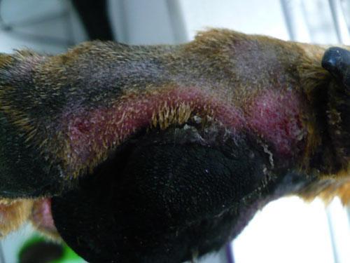 Un cas de trouble de la cornéogénèse acquis d'origine alimentaire chez un chien