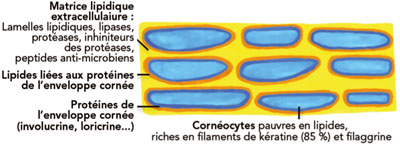 Dermatite atopique : Barrière cutanée et applications thérapeutiques Dermatite atopique : Barrière cutanée et applications thérapeutiques