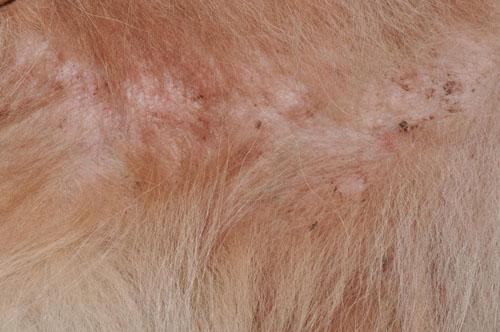 Un cas de pyodermite secondaire à une dermatite par allergie aux piqures de puces